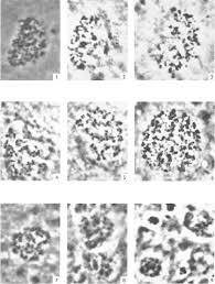 Attēlu rezultāti vaicājumam “Didymium nigripes”