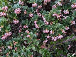 Attēlu rezultāti vaicājumam “Arctostaphylos uva-ursi”