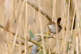 Image result for Cettia cetti