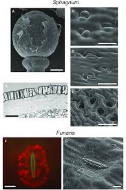 Attēlu rezultāti vaicājumam “Sphagnum centrale sporophyte”