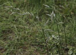 Attēlu rezultāti vaicājumam “Festuca gigantea”