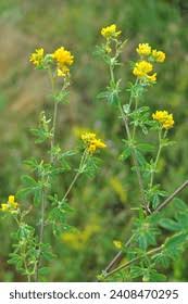 Attēlu rezultāti vaicājumam “Medicago sativa subsp. falcata leaf”