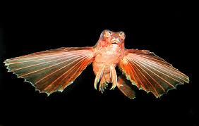 Image result for Dactylopterus volitans