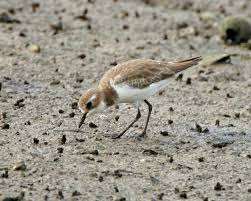 Image result for Charadrius mongolus