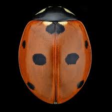 Attēlu rezultāti vaicājumam “Coccinella septempunctata”