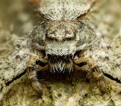 Attēlu rezultāti vaicājumam “Philodromidae”