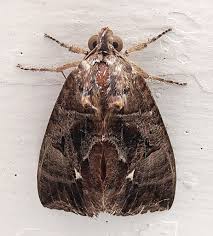 Attēlu rezultāti vaicājumam “Cabera exanthemata female”