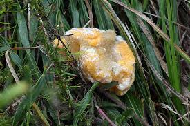 Attēlu rezultāti vaicājumam “Diderma ochraceum macro”