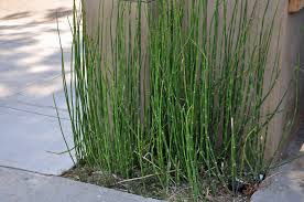 Attēlu rezultāti vaicājumam “Equisetum”