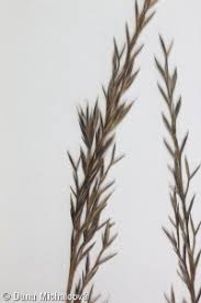 Attēlu rezultāti vaicājumam “Festuca rubra subsp. rubra fruit”