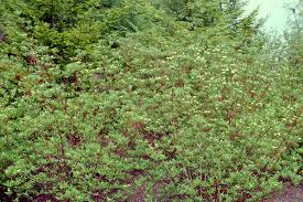 Attēlu rezultāti vaicājumam “Cornus alba”