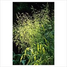 Attēlu rezultāti vaicājumam “Milium effusum flower”