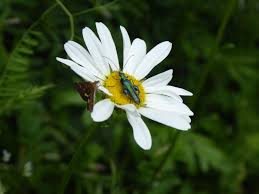 Attēlu rezultāti vaicājumam “Leucanthemum vulgare flower”