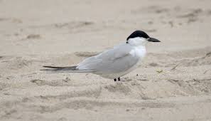 Image result for Gelochelidon nilotica