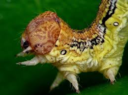 Attēlu rezultāti vaicājumam “Erannis defoliaria larva”