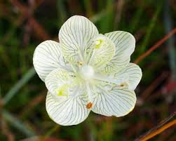 Attēlu rezultāti vaicājumam “Parnassia palustris bud”