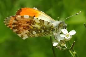 Attēlu rezultāti vaicājumam “Anthocharis cardamines”