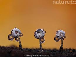 Attēlu rezultāti vaicājumam “Physarum album spores”