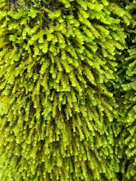 Attēlu rezultāti vaicājumam “Anomodon viticulosus”