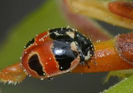 Attēlu rezultāti vaicājumam “Coccinella hieroglyphica”