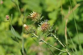 Attēlu rezultāti vaicājumam “Carlina biebersteinii flower”