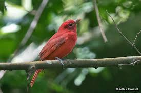 Image result for Piranga rubra