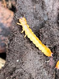 Attēlu rezultāti vaicājumam “Schizotus pectinicornis larva”