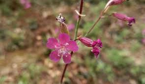 Attēlu rezultāti vaicājumam “Silene viscaria leaf”