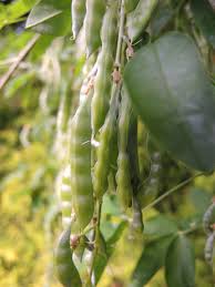 Attēlu rezultāti vaicājumam “Laburnum”