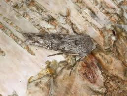 Attēlu rezultāti vaicājumam “Lithomoia solidaginis”