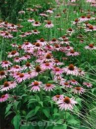 Image result for roter Sonnenhut