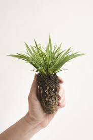 Attēlu rezultāti vaicājumam “Carex scandinavica”