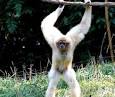 Gibbon Tale