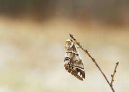 Attēlu rezultāti vaicājumam “Endromidae”