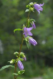 Attēlu rezultāti vaicājumam “Campanula trachelium”