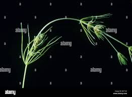 Attēlu rezultāti vaicājumam “Chara intermedia male”