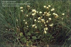 Attēlu rezultāti vaicājumam “Saxifraga granulata leaf”