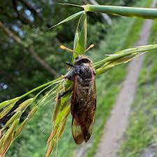 Attēlu rezultāti vaicājumam “Cimbex femoratus”