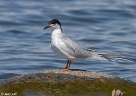 Image result for Sterna forsteri