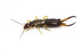 Attēlu rezultāti vaicājumam “Forficula auricularia”