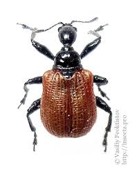 Attēlu rezultāti vaicājumam “Apoderus coryli”