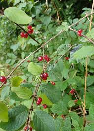 Attēlu rezultāti vaicājumam “Lonicera xylosteum leaf”