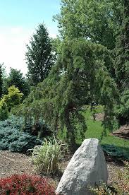 Attēlu rezultāti vaicājumam “Pinus banksiana”