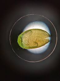 Attēlu rezultāti vaicājumam “Gymnocolea inflata”