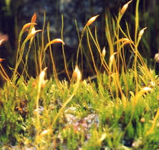 Attēlu rezultāti vaicājumam “Callicladium haldanianum sporophyte”