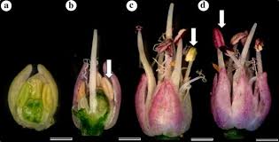 Attēlu rezultāti vaicājumam “Allium sativum bud”