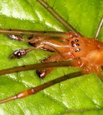 Attēlu rezultāti vaicājumam “Tetragnatha montana”