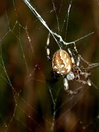 Attēlu rezultāti vaicājumam “Araneus quadratus female”