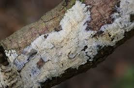 Attēlu rezultāti vaicājumam “Schizopora paradoxa”