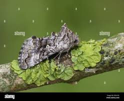 Attēlu rezultāti vaicājumam “Syngrapha interrogationis”